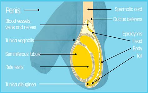 testes seem soft|Small Testicles: What Are the Causes, Dangers, and .